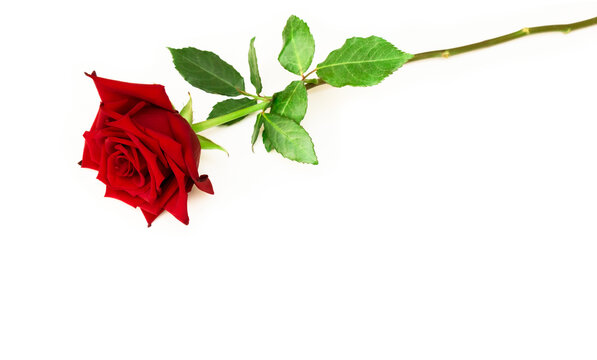 Elegant Red rose flower lies on white background