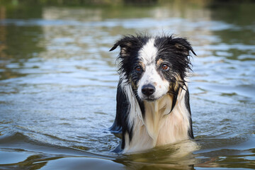 border collie dog is standing in the water. She is really good swimmer. She is waiting for her toy.