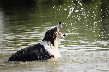 border collie dog is catching in the water. She is really good swimmer. She is waiting for her toy.
