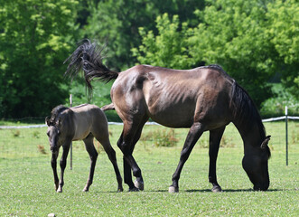 Fototapeta premium Mare and Colt