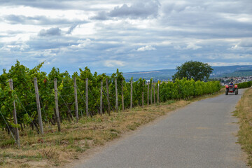 Weinberge