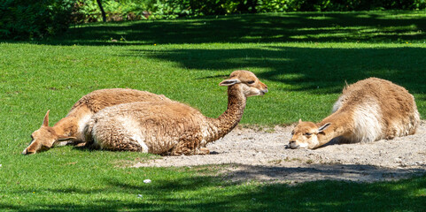Vicunas, Vicugna Vicugna, relatives of the llama
