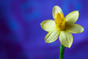 Fototapeta na wymiar Yellow daffodil on a blue background