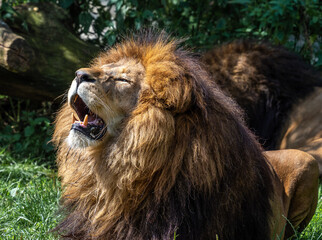 The lion, Panthera leo is one of the four big cats in the genus Panthera