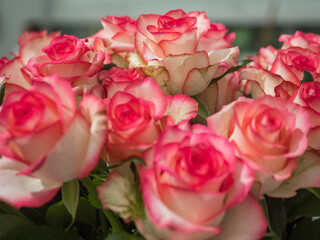 Royal Rose, exhibition, Poland