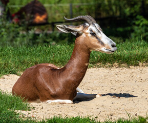 Dama gazelle, Gazella dama mhorr or mhorr gazelle is a species of gazelle