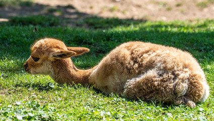 Vicunas, Vicugna Vicugna, relatives of the llama