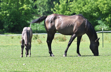 Naklejka na ściany i meble Mare and Colt