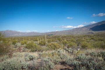 Saguaro Desert