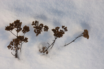 winter background. the dry grass is covered with white snow