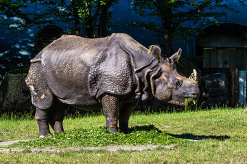 Obraz premium The Indian Rhinoceros, Rhinoceros unicornis aka Greater One-horned Rhinoceros