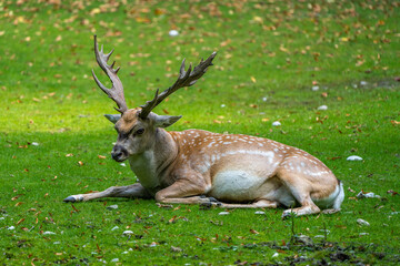 The fallow deer, Dama mesopotamica is a ruminant mammal