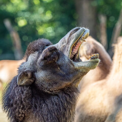Bactrian camel, Camelus bactrianus in a german zoo