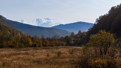 Naklejka na ściany i meble Autumn mountain landscape - yellowed and reddened autumn trees combined with green needles and blue skies. Colorful autumn landscape scene in the Ukrainian Carpathians.