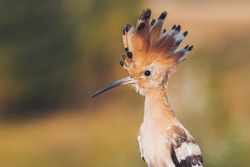 bird with a crown on its head