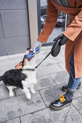 Dog pulls a toy out of hand of his female owner