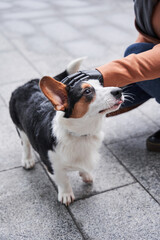 Woman with prosthesis arm walking with her corgi dog