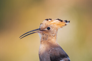hoopoe sitting with open beak
