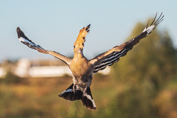 hoopoe with open wings flies into the frame