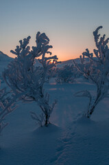 Cold february sun