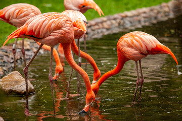 Pink flamingos stand and are reflected in clear water