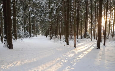 Sunset in a winter forest.