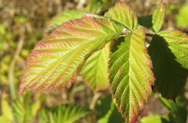 Closeup of beautiful raspberry leaves in the garden
