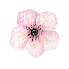 Watercolor Pink flower, Spring floral element hand painting isolaited illustration on white background. Make your summer greeting card, invitation, poster, banner design