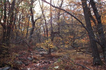 autumn in the forest