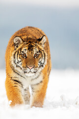 male Siberian tiger (Panthera tigris tigris) it comes dangerously closer and closer