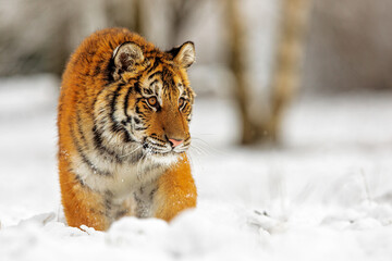 male Siberian tiger (Panthera tigris tigris) standing in deep snow