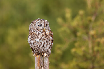 male tawny owl (Strix aluco) sitting on a stake with a green forest background