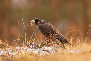 female Peregrine falcon (Falco peregrinus) has caught a pigeon