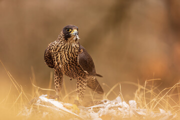 female Peregrine falcon (Falco peregrinus)it stands on its prey and has remnants of feathers in its beak