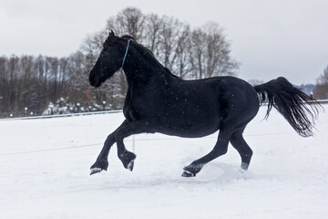 Fototapeta na wymiar female Friesian horse gallops through the snowy pasture