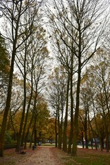 Tall trees in the autumn in a park
