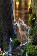 male gray wolf (Canis lupus) looks around between two trees in the winter forest © michal