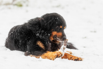 male black and gold Hovie lying in the snow and playing with a stick