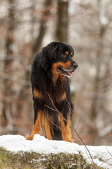 male black and gold Hovie stands on a snowy rock