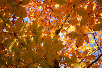 autumn leaves background