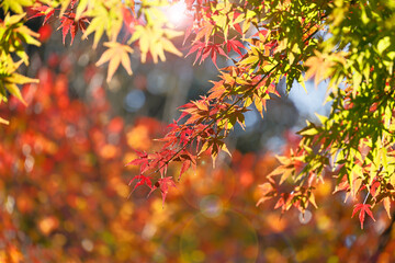 太陽の光を浴びる紅葉した葉
