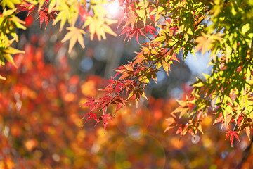 Naklejka na ściany i meble 太陽の光を浴びる紅葉した葉