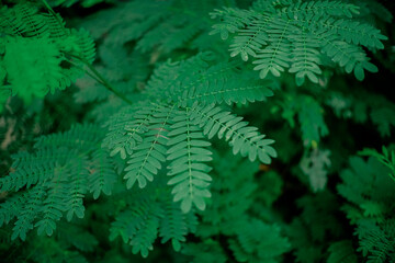 White Leadtree Leaves (Leucaena leucocephala) - Close up detail of White Leadtree Leaves, Fresh White Leadtree leaves in the garden