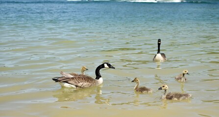 Duck family swimming and walking by the shore
