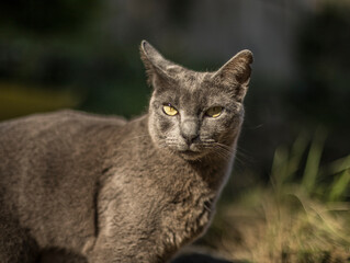 Burglar cats in my garden
