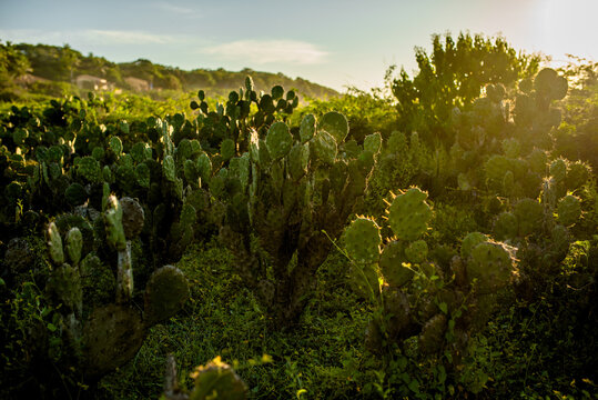 Atardecer en campo de nopales y cactus