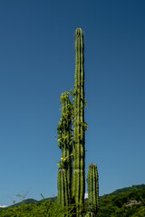 Cactácea gigante en México