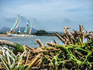Details of dead wood with moss on the shore of La Gola del Ter beach. Sailboats in the background