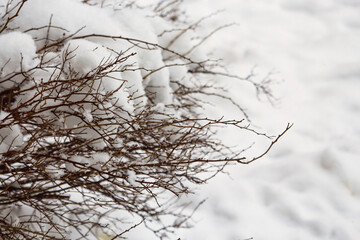 Dark branches without leaves on white snow background