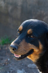 Rottweiler breed dog face with blur background
